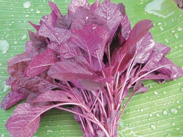 Amaranthus (Lal Sakh)