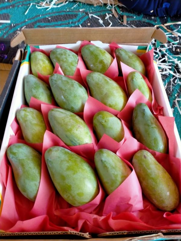 Mango(Aam) - Image 3
