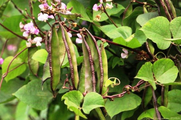 Country Bean (Sim)