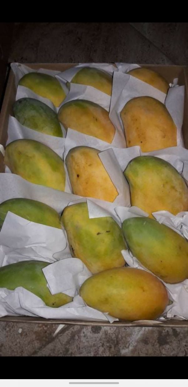 Mango(Aam) - Image 2