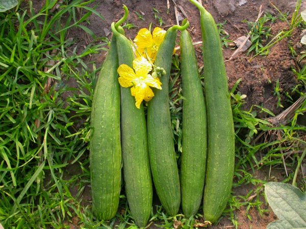 Sponge gourd