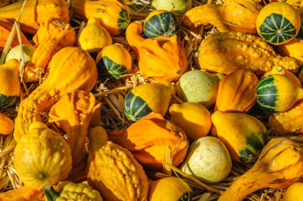 Ash Gourd (Kumra)