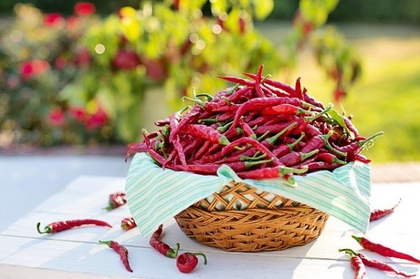 Peper (Moric)