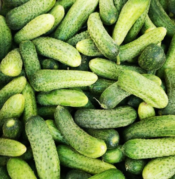Cucumber(Sosha)