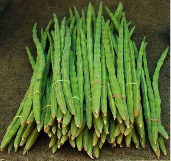 Drumstick (Sajna)