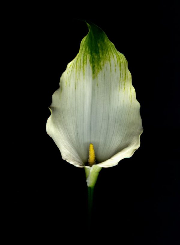 Cutting of Arum