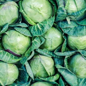 import export cabbage