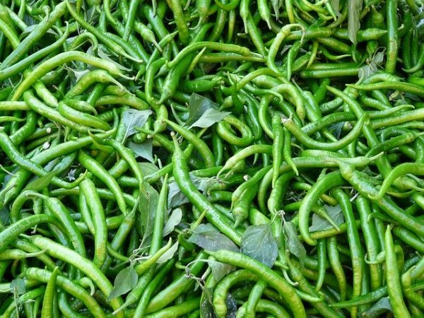 Green chili - Image 2