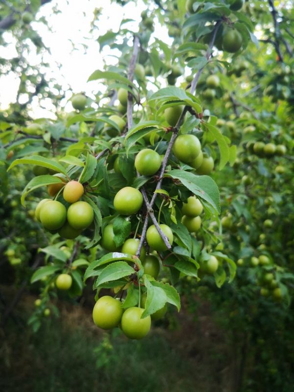 Hog Plum(Amra)