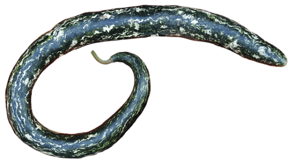 Snake Gourd