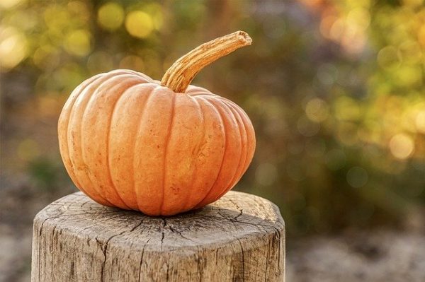 Pumpkin (Kumra)